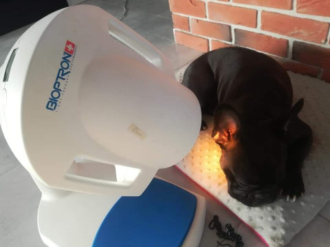 Lampa BIOPTRON Pro 1 Zepter GRATIS z Filtrem Fulerenowym + statyw stołowy + 7 Filtrów Koloroterapii Lampa BIOPTRON Pro 1 Zepter GRATIS z Filtrem Fulerenowym + statyw stołowy + 7 Filtrów Koloroterapii
