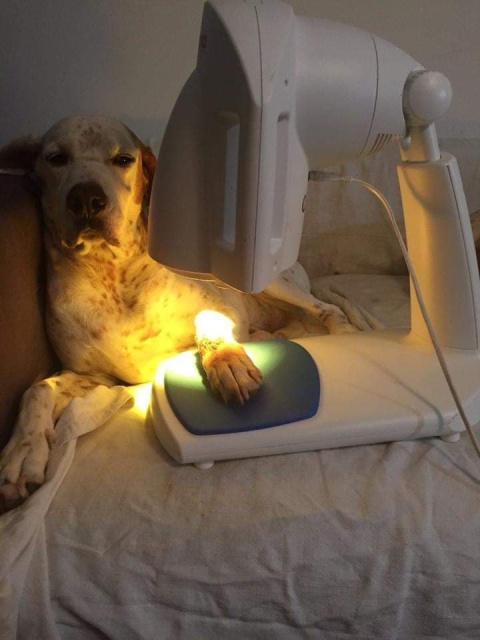 Lampa BIOPTRON Pro 1 Zepter GRATIS z Filtrem Fulerenowym + statyw stołowy + 7 Filtrów Koloroterapii Lampa BIOPTRON Pro 1 Zepter GRATIS z Filtrem Fulerenowym + statyw stołowy + 7 Filtrów Koloroterapii